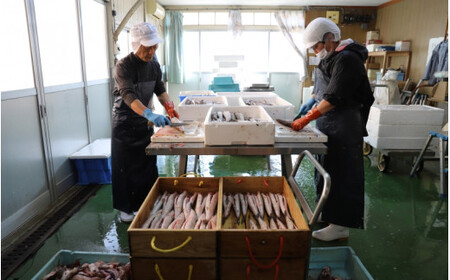  魚の肴Bセット 魚の肴5枚 ひら天5枚 / なんば焼 かまぼこ 蒲鉾 ごぼう巻 おつまみ セット お取り寄せ ギフト 和歌山 田辺市【tnu008-1】