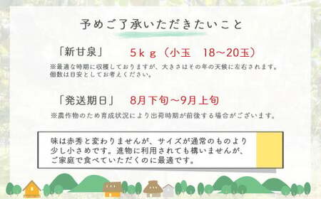 鳥取県だけで作られている幻の梨 新甘泉 【鳥取県産】（小玉）５kg（生橋農園） 梨 果物 フルーツ