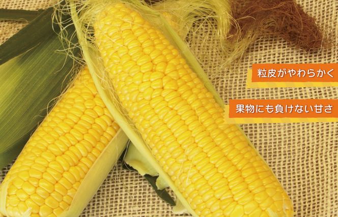【先行予約】秋収穫！ゴールドラッシュ 7本セット とうもろこし 【大阪 泉佐野 大阪府 泉佐野市】