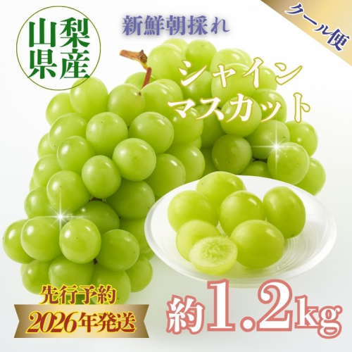 【新鮮！朝採れ！】【2026年 先行予約】 山梨県産 シャインマスカット ２房 (1.2kg以上)　　|　シャインマスカット シャイン マスカット 葡萄 ぶどう ブドウ 山梨 フルーツ 果物|