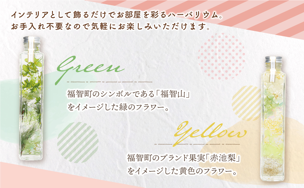 ﾊｰﾊﾞﾘｳﾑ2本セット「福智の煌」　【緑×黄】