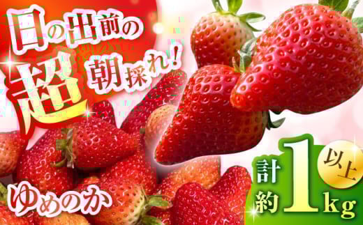 いちご【2026年1月中旬〜発送】いちご「ゆめのか」 約260g × 4P / いちご フルーツ 果物 イチゴ 苺 数量限定 イチゴ いちご 産地直送 イチゴ 農家直送 旬 果物  / 南島原市 / O' Berry! [SGA001]