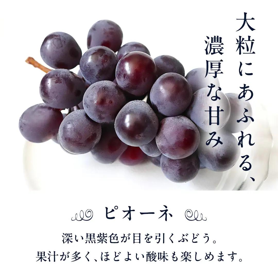 シャインマスカット と ピオーネ （各種1房ずつ） 【2026年8月より発送開始】（茨城県共通返礼品 [ぶどう]：結城市産） フルーツ 果物