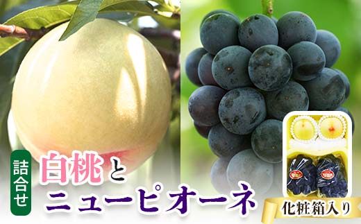 ＜2024年発送＞岡山県産　詰合せ/白桃とニューピオーネ　化粧箱入り TY0-0390