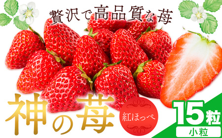 いちご 神石イチゴファームの苺 神の苺 15粒 約330g I-temホールディングス株式会社《12月中旬-3月末頃出荷》広島県 神石高原町 苺 イチゴ フルーツ 紅ほっぺ 小粒 中粒 大粒