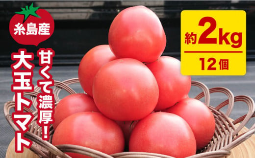 【甘くて濃厚】大玉 トマト 2kg 糸島産 《糸島》 【大櫛トマトファーム】 [AQH001] 糸島野菜 野菜 とまと サラダ ジャム シャーベット かれん 彩り