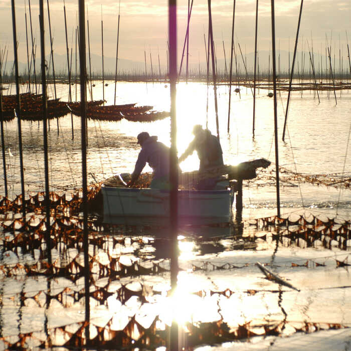 【全6回定期便】塩海苔ボトル2本（10切40枚）セット 株式会社サン海苔/吉野ヶ里町 [FBC039]