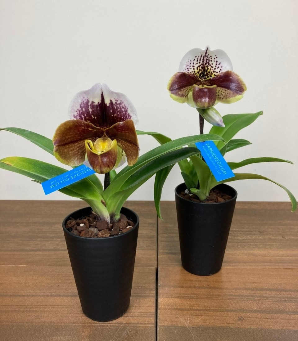 
            個性派洋蘭 「パフィオペディラム」 赤茶色 花芽～開花株 3.5号陶器鉢付 A09-1000
          