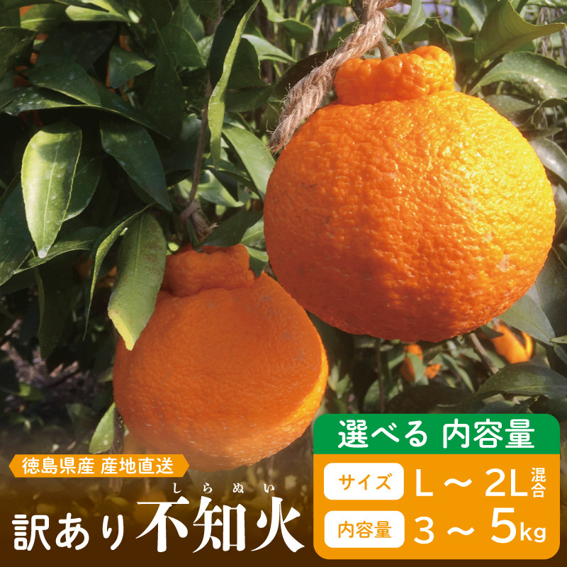 
先行予約 訳あり 不知火 選べる容量 約3kg 約5kg L～2L しらぬい デコポン みかん 蜜柑 果物 フルーツ 柑橘 オレンジ ゼリー ジュース アイス ケーキ デザート スイーツ ジャム 糖度 甘い 不揃い 混合 ビタミン 美容 健康 送料無料 徳島県 阿波市 山中農園
