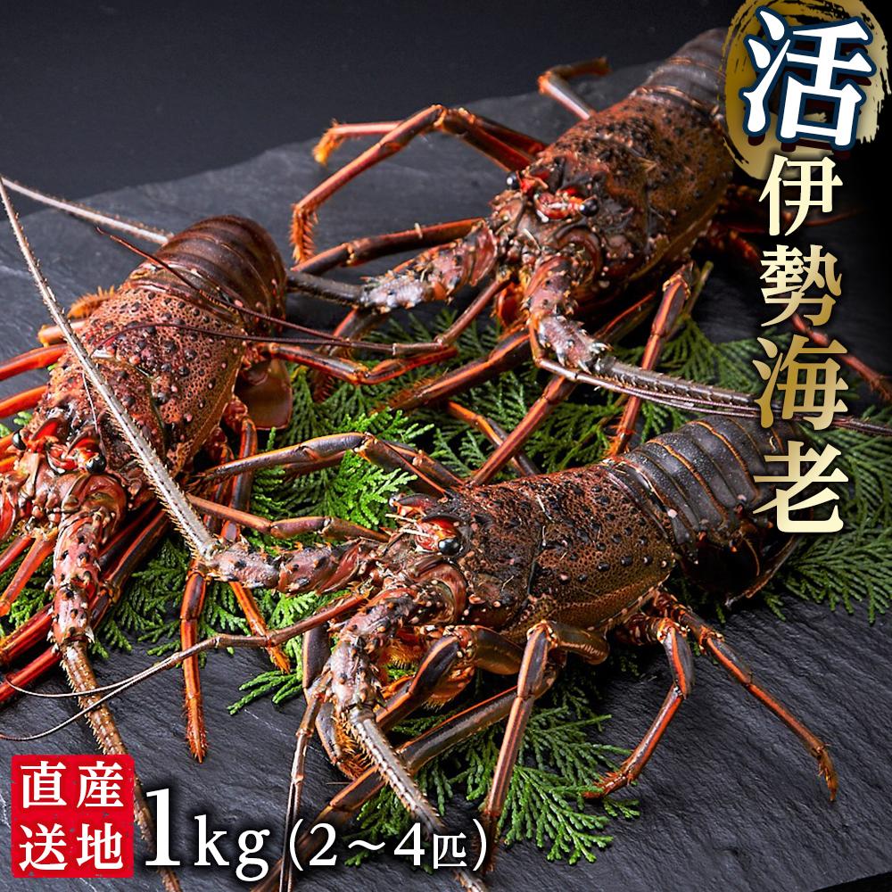 【ふるさと納税】活 伊勢海老 1kg（2～4匹）南紀黒潮イセエビ 年末年始 お正月 お届け可｜期間限定 漁師直送 海鮮 海老 とれたて 人気 | 海老 魚介類 水産 食品 人気 おすすめ 送料無料 期間限定 漁師直送 海鮮 とれたて