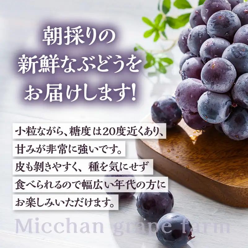 東浦町産 種なし巨峰・約2kg｜ぶどう フルーツ 東浦町