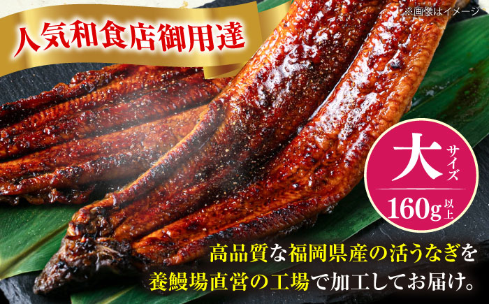 福岡県産 うなぎ 蒲焼 大 10尾　計1,600g（1尾あたり 160g以上）《豊前市》【福岡養鰻】 国産 鰻 ウナギ 蒲焼き [VAD026]