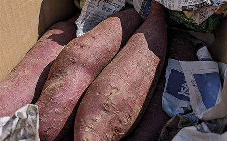 さつまいも ふくむらさき 約4kg 村山市産 2025年産 令和7年 山形県産 no-spfmx4 ※沖縄・離島への配送不可