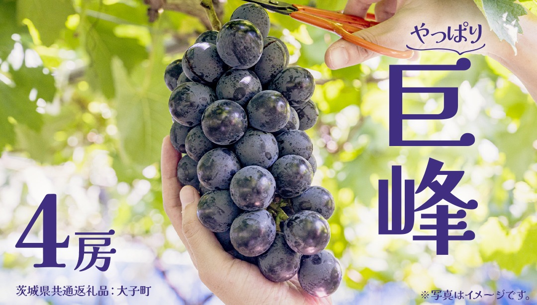 巨峰 ４房 【2026年7月上旬発送開始】(茨城県共通返礼品：大子町) ぶどう 葡萄 ブドウ フルーツ 果物 スイーツ