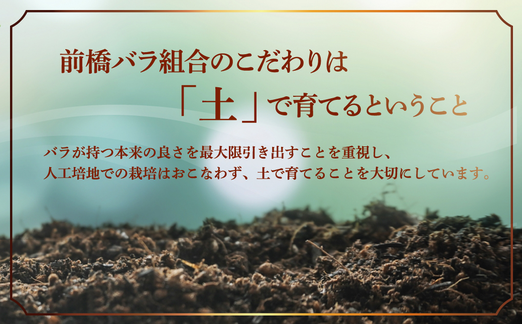前橋産バラ (お任せ20本)｜ばら バラ 花 プレゼント 贈答 群馬県 前橋市