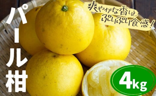 パール柑 約4kg 都呂々みかん生産者グループ《3月上旬-4月中旬頃出荷予定》熊本県 苓北町 みかん 果物 フルーツ