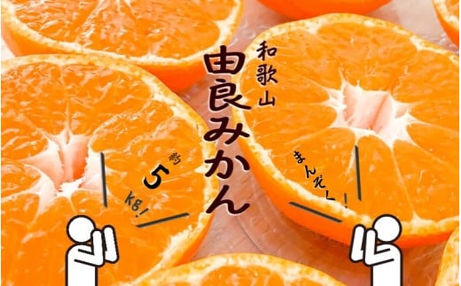 和歌山由良みかん　秀品　約５kg　サイズおまかせ(Ｌ・М・Ｓ)【sml137】 ※2025年11月下旬～2026年1月中旬頃順次発送予定