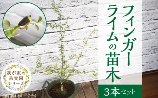 チーム田主丸【フィンガーライム苗木3本セット】_Hf038