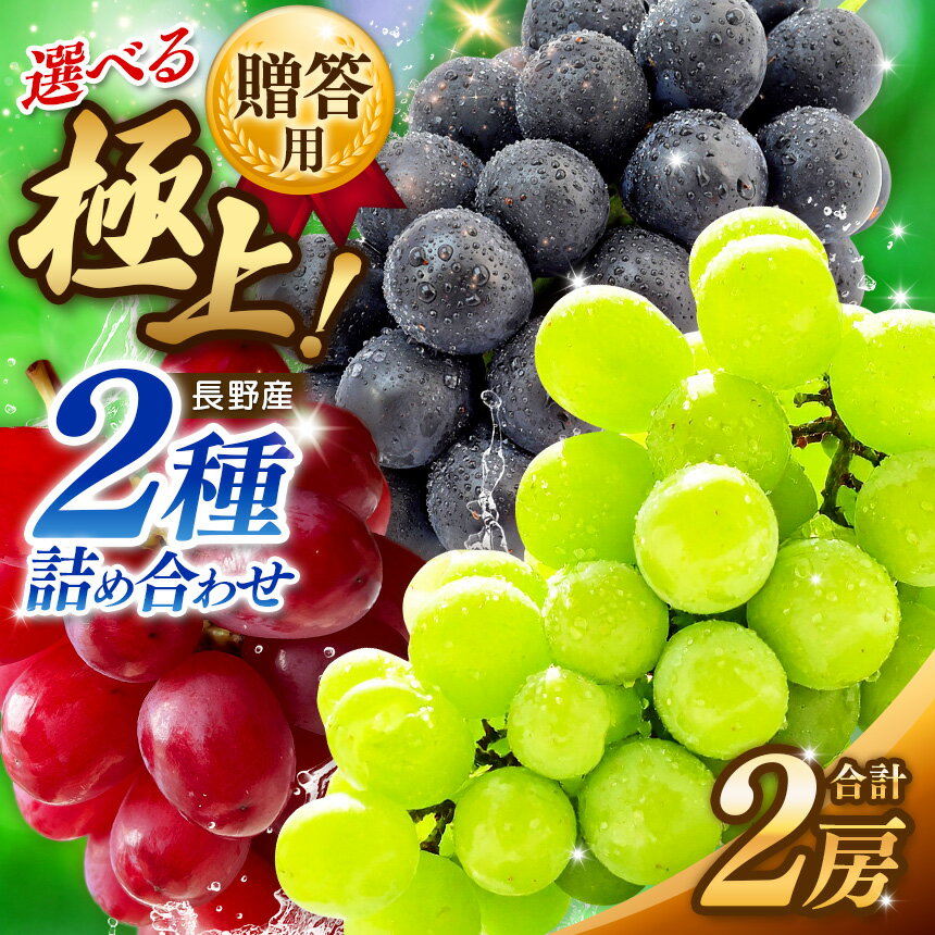 【ふるさと納税】【先行受付：8月発送】【選べる種類】 贈答用 信州産 葡萄【詰み合わせ】2房 ｜ シャインマスカット クイーンルージュ® 葡萄 ぶどう ナガノパープル ふるーつ フルーツ 果物 詰み合わせ 贈答用 ふるさと納税 長野県 松本市