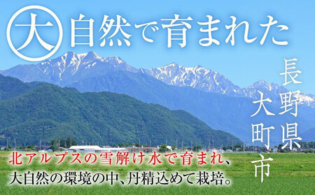 【先行予約】2026 ナガノパープル 2房～3房 約1キロ弱 長野県産  【2026年9月下旬頃～順次発送予定】国際特許有機肥料栽培 | ナガノパープル