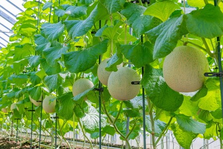 【先行予約／数量限定100】みんな大好き甘～ぃ！京丹後砂丘めろん！ 1玉（2024年7月下旬～発送）