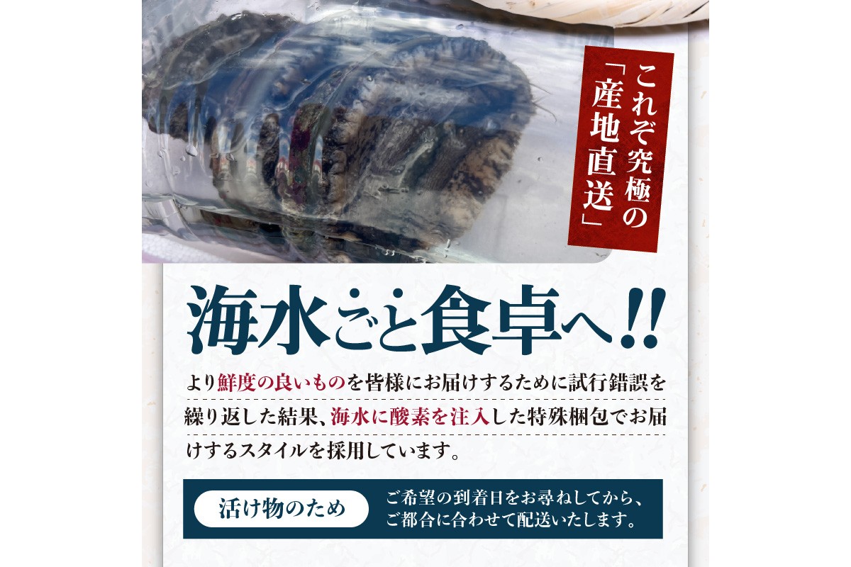 活きたまま届きます！ 天然黒アワビ 海水に酸素入りの特殊梱包 1000g入りおすすめセット