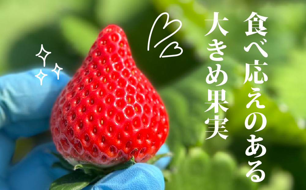 【先行受付 令和7年12月中旬より発送】【農家直送】いちごさん240g×2パック【佐賀県産 国産 人気 いちご おいしい スイーツ 果物 ブランド】(H124101)