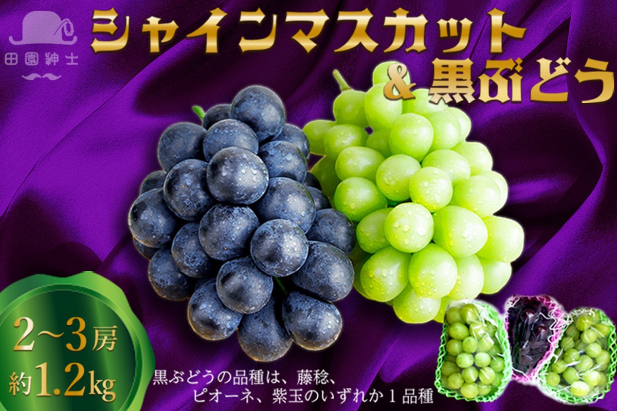 田園紳士厳選 シャインマスカット・黒葡萄セット　DE00143