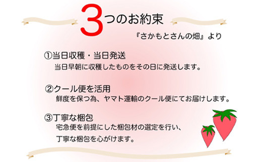 朝採苺の当日発送・クール便の活用をお約束しており、新鮮な状態でお届けします。