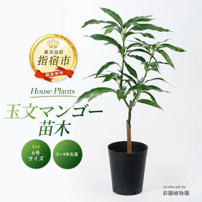 【観葉植物】玉文(ぎょくぶん)マンゴー苗木 6号ポット 3～4年生苗木 前園植物園 IB002-021  観葉植物 ※北海道・沖縄・離島配送不可