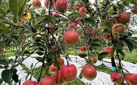 【令和6年産先行予約】 〈訳あり品 家庭用〉 りんご 「シナ