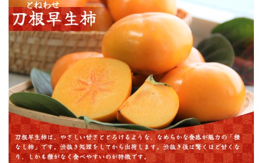 種無し柿（刀根早生柿）約2kg / 奈良県農業協同組合 フルーツ かき 果物  種無し 奈良県 御所市