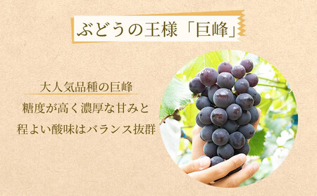 ぶどうの王様 農家直送 朝採り濃厚巨峰　約1.2ｋｇ【先行予約】