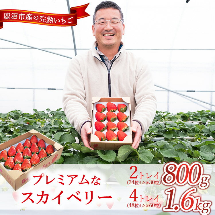 【ふるさと納税】【選べる容量】【先行予約/数量限定】プレミアムな完熟スカイベリー ｜ 栃木県 鹿沼市 産地直送 旬 いちご こだわり 高級品 贈答用 イチゴ 苺 果物 フルーツ 期間限定　※2025年12月中旬～2026年2月中旬頃に順次発送予定