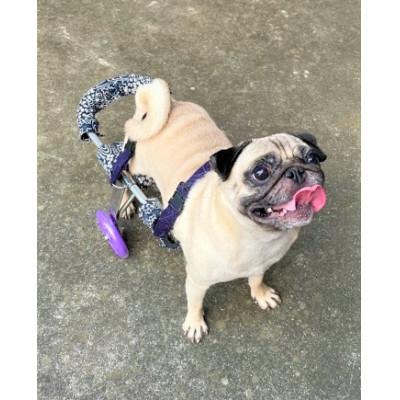ふるさと納税 西条市 ペット用オーダーメイド車いす　小型犬 |  | 01
