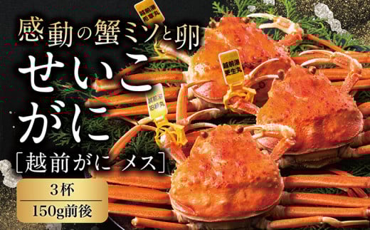 【冷蔵発送】【先行予約 9月10月限定】越前がに（メス）「せいこがに」 150g前後 × 3杯