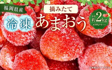福岡県産 摘みたて 【 冷凍あまおう 】 約2kg （ 約500g × 4パック ） あまおう 国産 イチゴ いちご 苺 冷凍 フルーツ くだもの 果物 果実 健康 ビタミンC キシリトール カリウム