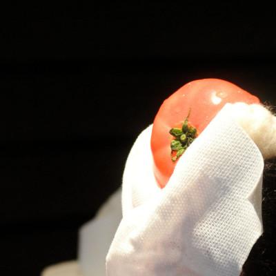 ふるさと納税 土佐市 キャンプキッチンクロス 3個セット |  | 02