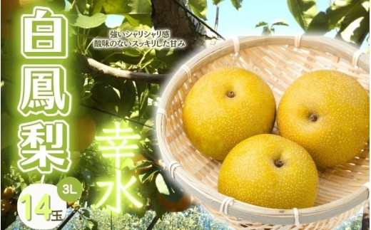 
                  梨 幸水 《三重の白鳳梨》【季節限定】白鳳梨(幸水) 3L 14玉 ※お届けは8月中旬以降の予定です/強い甘みとシャキッとした食感！たっぷりの果汁 梨 なし 幸水梨 幸水 こうすいなし 果物 フルーツ 新鮮 おすすめ みずみずしい 味覚 旬 水分 甘み fruit nasi 果肉 果汁 3L 14玉ブランド梨 白鳳梨 伊賀産 三重県 伊賀市【hkns0003】
                