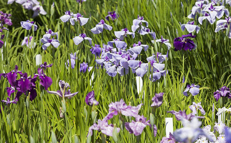 招待券 回遊式日本庭園「石照庭園」茶懐石ペアチケット [AIAC003] 招待券