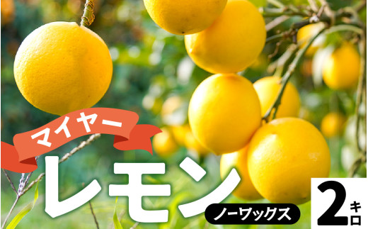 淡路島産 マイヤーレモン 2kg 国産レモン 淡路島 瀬戸内レモン 檸檬 lemon 柑橘 レモネード  レモンサワー