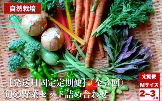 
            【定期便 3回】自然栽培 旬の野菜セット 詰め合わせ Mサイズ 2～3人分 くわのみ農園｜ 定期 野菜 セット 詰め合わせ 自然栽培 農薬不使用 やさい サラダ 採れたて とれたて 新鮮 季節限定 長野県 飯田市 信州
          