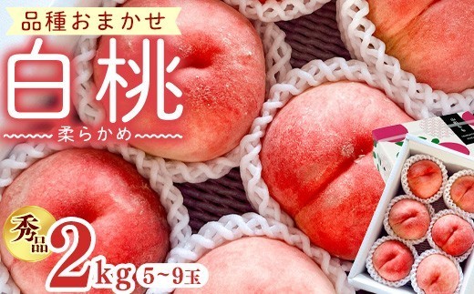 
                  【先行予約】令和8年産 白桃 柔らかめの桃 秀品 2kg ( 5玉 - 9玉 ) 品種おまかせ 山形県産【2026年8月上旬頃から下旬頃発送予定】※配送不可 沖縄・離島　 012-B-OR007
                