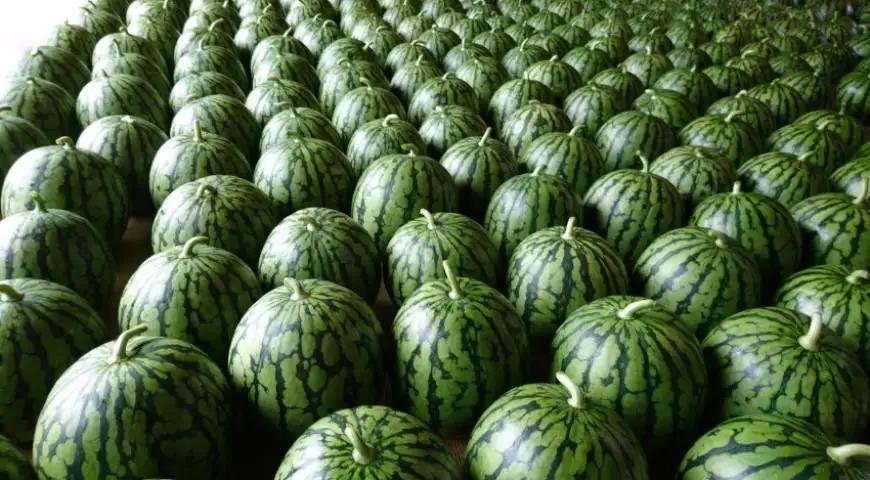 【2026年7月下旬頃から発送予定】【夏季限定】井口農場産　八色原スイカ　大玉１玉【西瓜 すいか スイカ 南魚沼市 夏季限定 フルーツ ギフト 贈答用 大玉スイカ 新潟県 果物 甘い みずみずしい 農