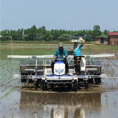 ふるさと納税 大潟村 【令和7年産】特別栽培米サキホコレ5kg(白米) |  | 03