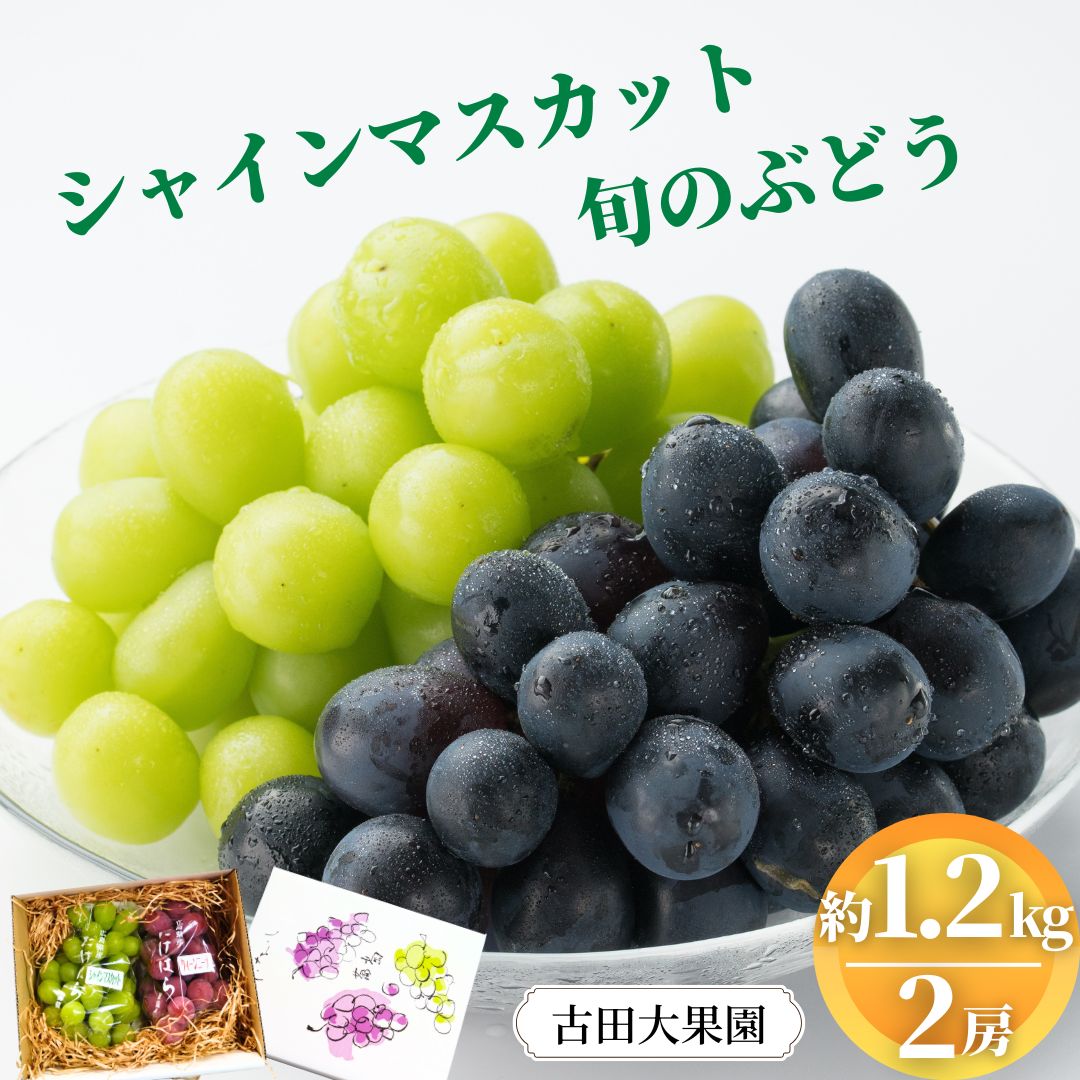 【ふるさと納税】シャインマスカット 旬のぶどう 竹原葡萄 詰め合わせ 約1.2kg（2房） 古田大果園 ぶどう フルーツ ブドウ 葡萄 果物 広島県産　【 減農薬 食感 食べ比べ ピオーネ 安芸クイーン 瀬戸ジャイアンツ 】　※2025年9月上旬～9月下旬頃に順次発送予定