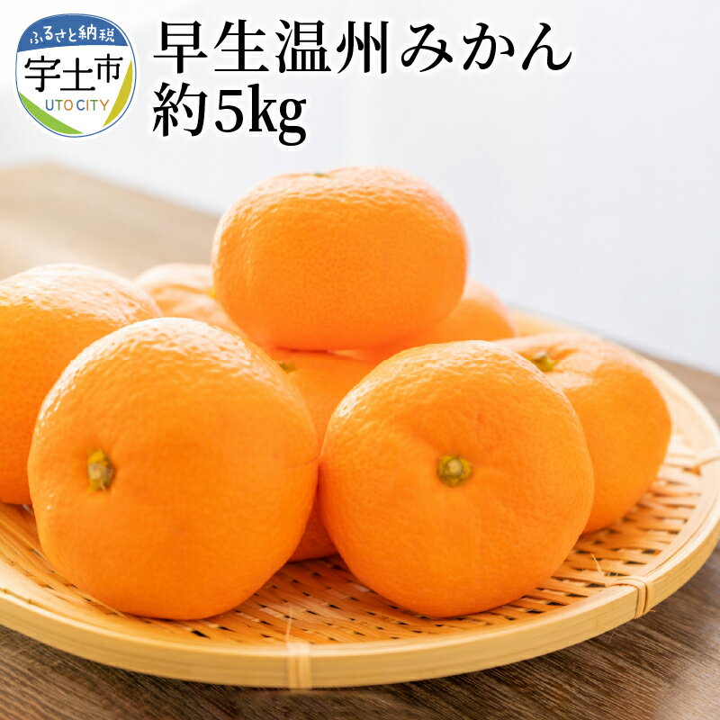 【ふるさと納税】進栄　早生温州みかん　約5kg【熊本県宇土市】