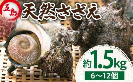 五島の天然さざえ 約1.5kg サザエ 刺身 つぼ焼き 炊き込み バーベキュー bbq 魚介類 おつまみ 酒の肴【五島FF】[PBJ008]