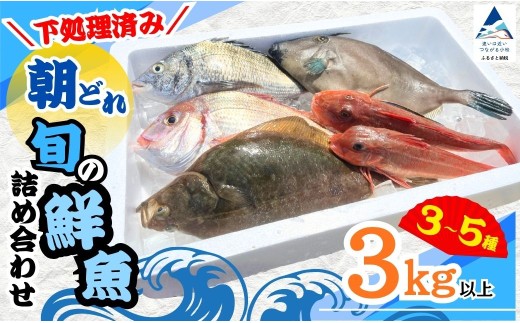 【下処理済み】 朝どれ 旬の鮮魚 詰め合わせ 3kg以上 (3~5種) 下処理済 朝捕れ 産地直送 詰合せ 天然 鮮魚便 鮮魚セット 魚種 水揚げ 海鮮 魚介 新鮮 魚 詰め合わせ 国産 旬 おまかせ 旬の魚 | 石川県 小松市 【石川県漁業協同組合小松支所】