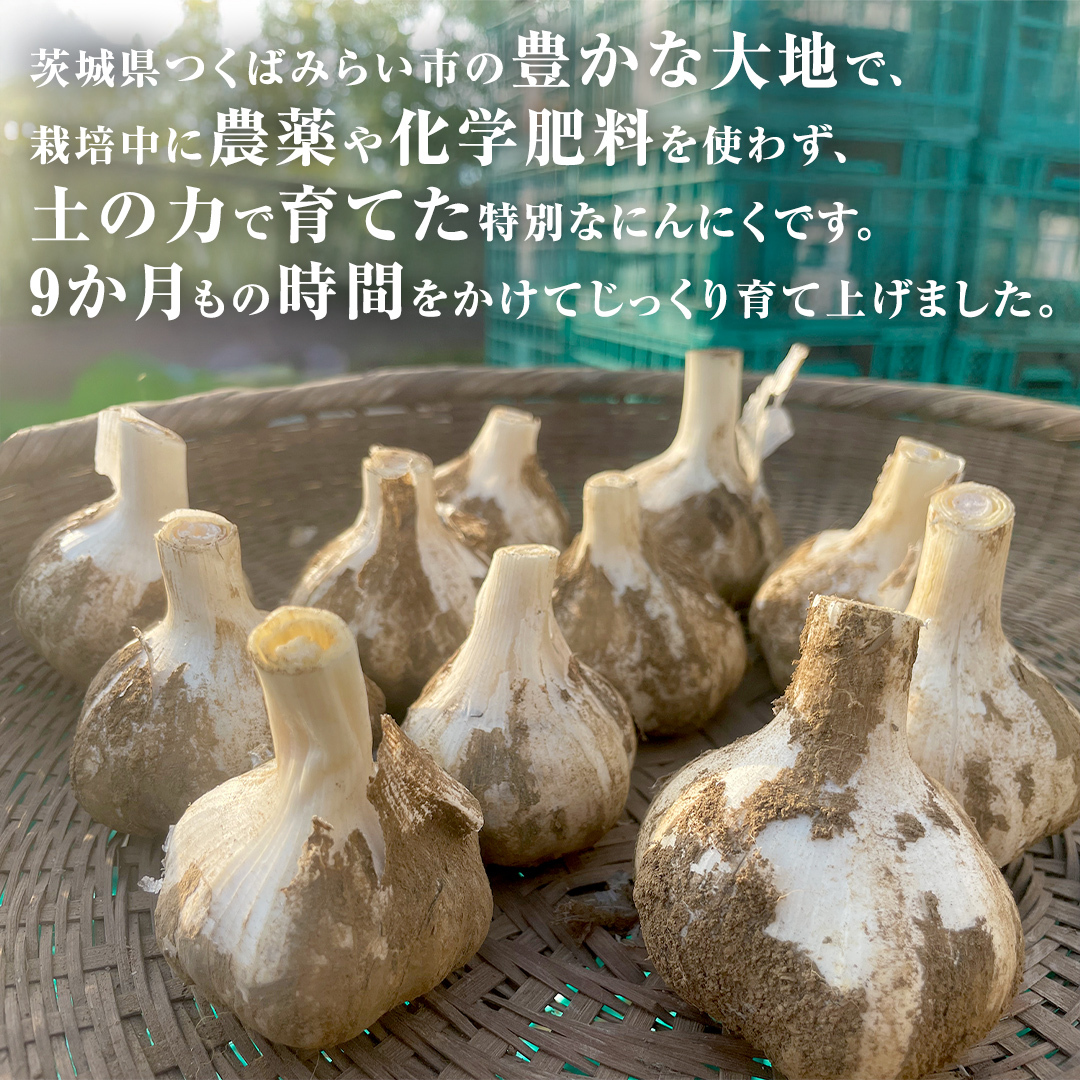 【先行予約】超芳醇 つくばみらいの土が育んだ 最上級ニンニク 500g つくばみらい市（2026年6月より発送開始） ニンニク 新ニンニク 茨城県産 国産 無化学肥料 農薬不使用 化学肥料不使用 [F
